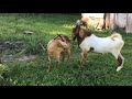 Boer Vs Native Goat Shorts Boer Native