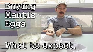 Buying Praying Mantis Egg Cases for Organic Gardening / Pest Control