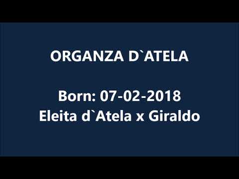 Organza d'Atela