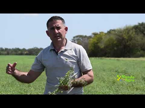 🌱🔴✔️Excelente Campaña de garbanzo en el establecimiento La Posta | Daniel Chincuini, INTA y CooPaz