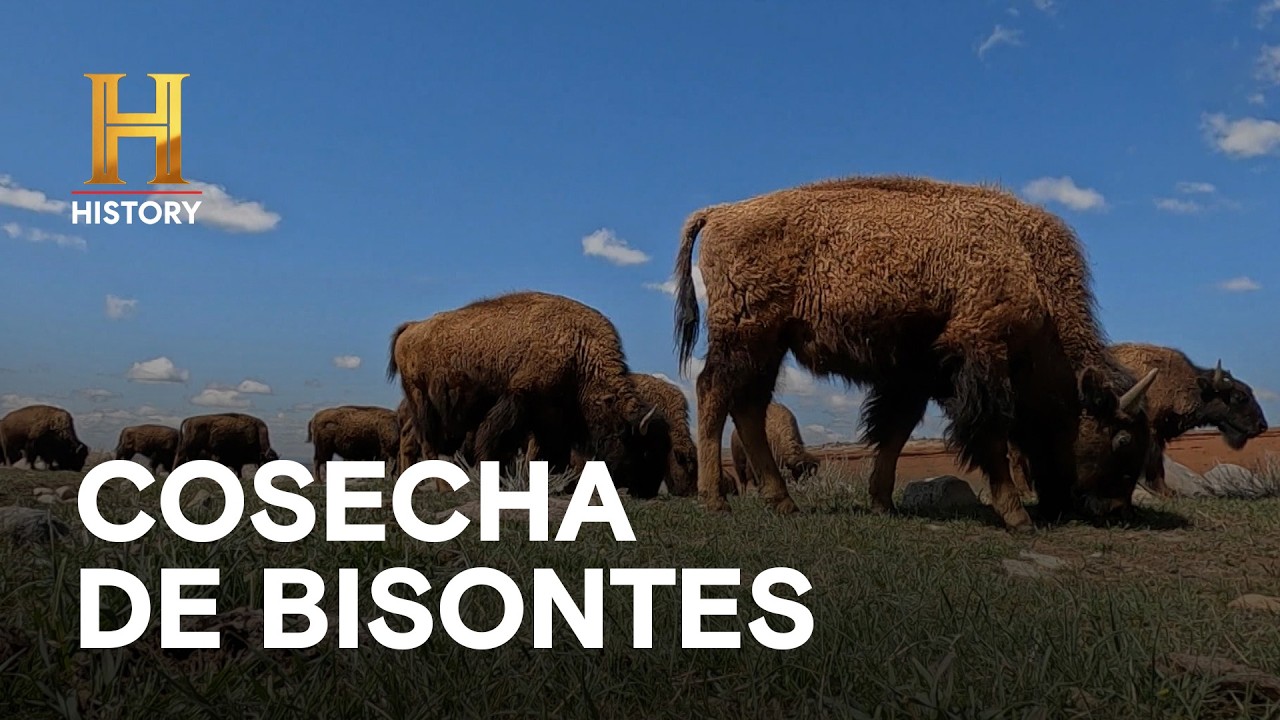 COSECHA DE BISONTES - HOMBRES DE MONTAÑA