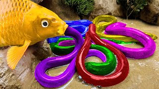 Stop Motion ASMR - Crocodile Catfish Hunting Koi Fish rescues Colorful CARP - Who is king of River?
