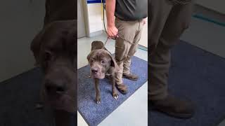 Video preview image #1 Neapolitan Mastiff Puppy For Sale in Ellisville, MO, USA