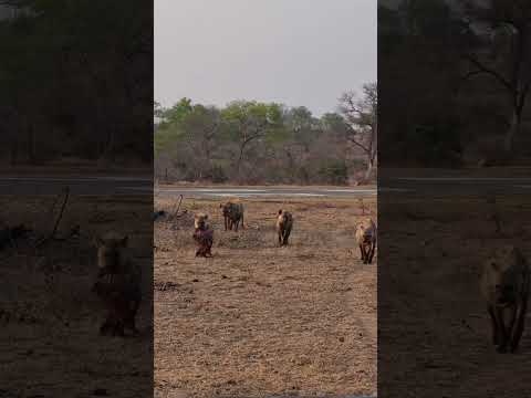 Rare hyena laughter while fighting over ribs they stole from a leopard @AfricanSafariChannel