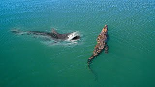 Download lagu BERANI MASUK LAUT AKHIRNYA BUAYA DISERANG IKAN HIU, 11 Momen GILA Hewan Terekam Kamera mp3 Download lagu BERANI MASUK LAUT AKHIRNYA BUAYA DISERANG IKAN HIU, 11 Momen GILA Hewan Terekam Kamera mp3