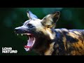 Wild Dogs S2 Pack Vs Pride FULL SEASON MARATHON