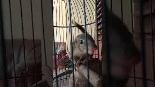 Download lagu Suara Bajing Gacorr Dorr #shorts mp3 Download lagu Suara Bajing Gacorr Dorr #shorts mp3