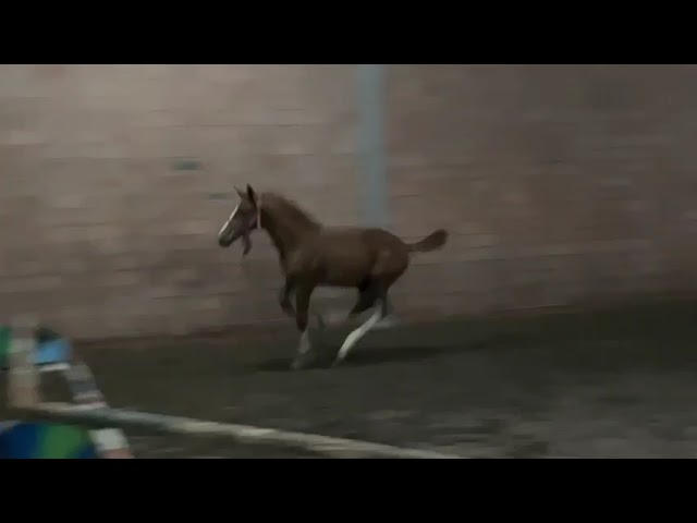 Jumping movie full brother of the Frozen Embryo Emerald x Matisse de Mariposa.