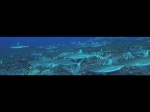 Tauchreise Franzoesisch Polynesien 2011, Rangiroa allgemein,Französisch-Polynesien