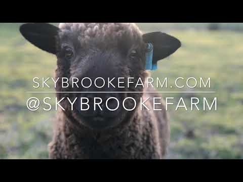 , title : 'Skybrooke Farm : Romney Sheep & Alpaca : Introduction : 1'