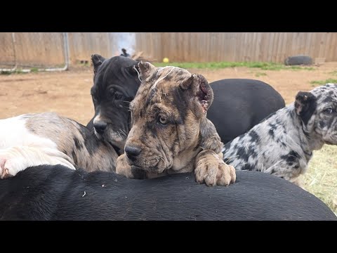 Pure Quality Canines home of the Americane da Presa.We breed family companions and home protectors.