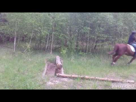 2. Geländetraining mit Traber