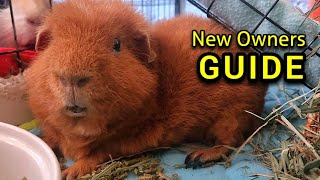Guinea Pig Care Guide - MUST WATCH