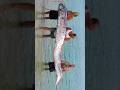 56’ Oarfish sighting: Does this mean EARTHQUAKE or TSUNAMI?