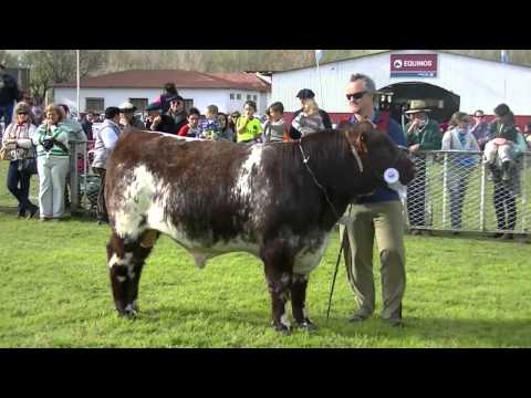 Shorthorn en la Expo