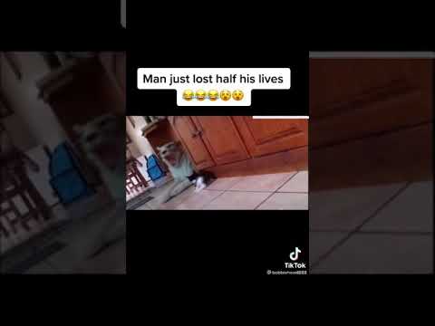Cat loses all 9 lives