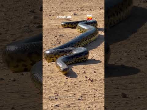Sucuri-amarela é flagrada “desfilando” no Pantanal