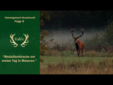 Medaillenhirsche am ersten Tag in Masuren - Polen