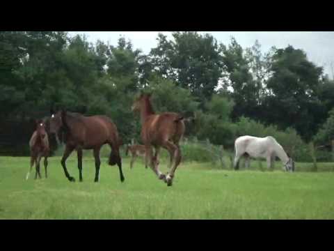 Holst. colt from Diamant de Semilly-Casall-Cassini I, damline 741