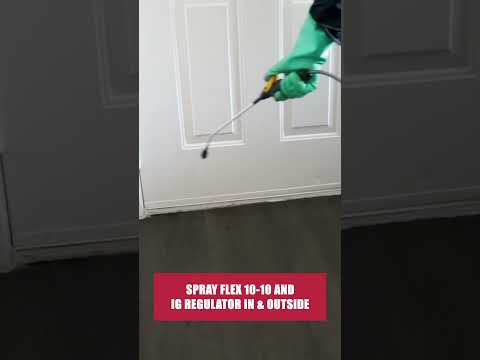 The Quick Guide to Maggots! [Juvenile Flies & Fly Control]