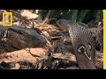 Cobra vs. Monitor Lizard | National Geographic