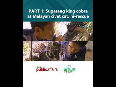 PART 1- Sugatang king cobra at Malayan civet cat, ni-rescue Born to Be Wild