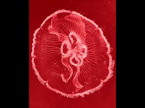 REZZ x fknsyd - INCANTATION (Official Music Video)