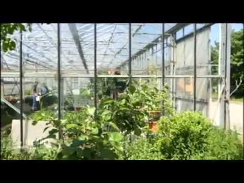 Solidarische Landwirtschaft, das Kartoffelkombinat - 20.06.2013