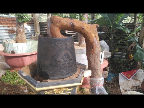 Mai rừng ra rễ mạnh sau khi trồng/ Kỹ thuật xử lý  trồng mai rừng/ Hữu Mai Vàng .