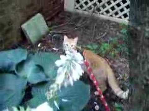 Hunter Walks on the Leash