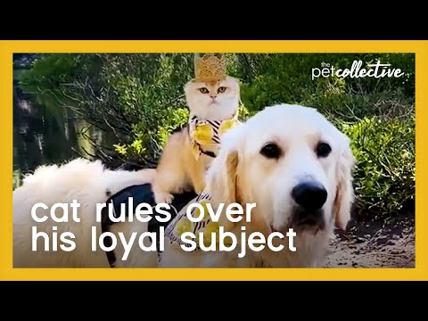 Kitten Wearing Crown Sits on Golden Retriever