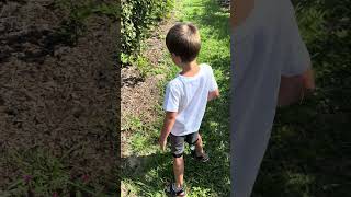 grabbing blackberries fresh the back and enjoying them #farming #farmlife #shorts