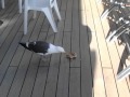 Seagull Eating Pizza