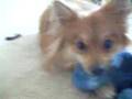 Brady Boo 4