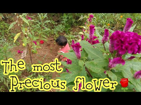 The most Precious flower🌹|KASHMIRA'S DIARIES❤️