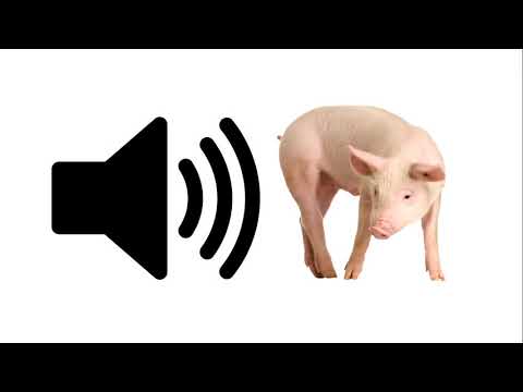 Pig - Sound Effect | ProSounds