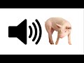 Pig - Sound Effect | ProSounds