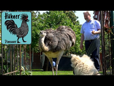 Reportage Hühner-Boom im heimischen Garten 🐓Hinter den Kulissen Teil 3 (von 3) bei Bernd, Kat & AKW