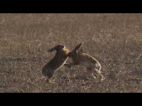 Two European hares (Lepus europaeus) boxing in a field, Germany, March.