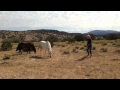 Horses Suck