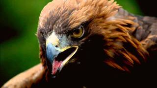 Pur adler sollen fliegen eigen video.wmv