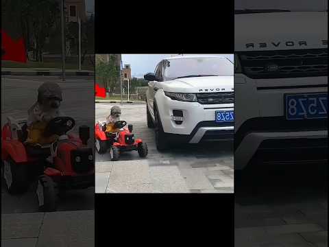 Honest Puppy Wins Hearts with Its Kindness 🐶❤️