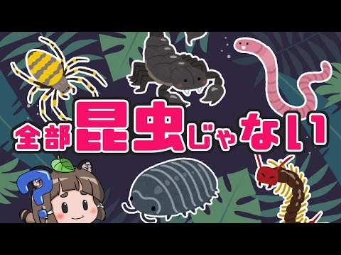 昆虫食性昆虫 - 定義