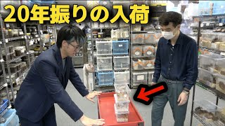【夢実現】入荷絶望的と言われていた地球の真裏に生息するクワガタを奇跡的に迎え入れました