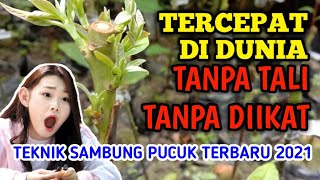 Download lagu NONTON INI !! ANDA LANGSUNG MAHIR SAMBUNG PUCUK, CARA BARU TANPA DIIKAT, TERMUDAH-TERCEPAT-TERBUKTI mp3 Download lagu NONTON INI !! ANDA LANGSUNG MAHIR SAMBUNG PUCUK, CARA BARU TANPA DIIKAT, TERMUDAH-TERCEPAT-TERBUKTI mp3