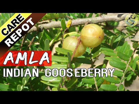 AMLA - How to grow and care Amla tree or Indian Gooseberry plant | Garden Tips in English