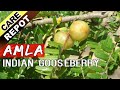 AMLA How To Grow And Care Amla Tree Or Indian Gooseberry Plant Garden Tips In English