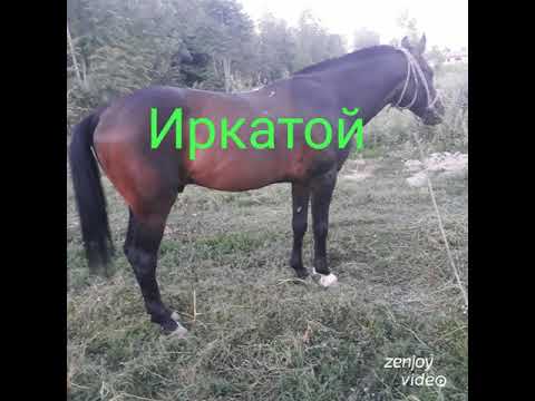 УРГУТ НОЗИМ ПОЛВОН