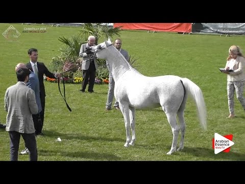 N.50 TEHAMA 1st - BALLALINA - Chantilly 2016 World Cup - Mares 8+ years old (Class 5)