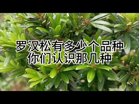 羅漢松 品種